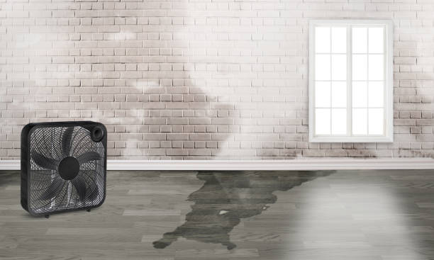 Best Sewage cleanup and water damage restoration  in Osprey, FL