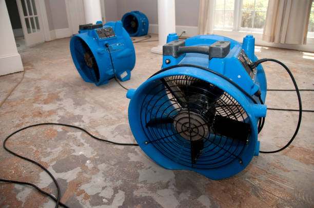 Best Basement water damage restoration  in Osprey, FL